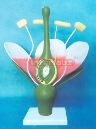 TYPICAL DICOT FLOWER MODEL (PEACH FLOWER)